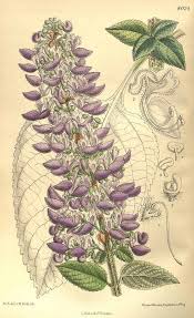 Image result for Coleus shirensis