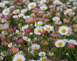 Image result for Erigeron karvinskianus