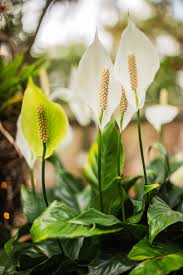 Image result for Spathiphyllum
