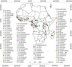Image result for Monanthotaxis trichantha