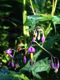 Purple flowers in washington state. 23 Wildflowers Of Washington State Ideas Washington State Personal Photo Wild Flowers