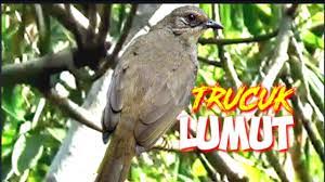 Cucak ijo semiran adalah cucak ijo betina yang disemir hitam pada bagian bulu bawah paruhkerongkongan sehingga terlihat seperti jantan. Download Jogjog Lumut Trucukan Lumut Gacor Isian Mp3 Mp4 3gp Flv Download Lagu Mp3 Gratis