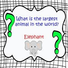 You can use this swimming information to make your own swimming trivia questions. Brain Break Morning Trivia Questions For The Entire Year With Bonus Powerpoint