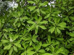 Image result for Euphorbia umbellata