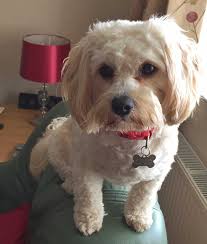 How much do cavapoo puppies cost? Cavachon Dog Breed Everything About Cavachons