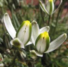 Image result for Albuca setosa