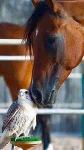 Beautiful Horse Nuzzling Pretty White Hawk Or Falcon I Am Not Sure What But It Is Beautiful Beautiful Horses Horses Animals Friendship