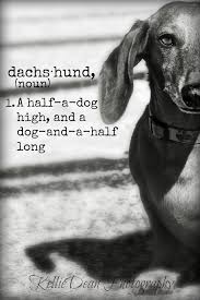 Dachs Hund No 1 A Half A Dog High And A Dog And A Half Long In 2020 Weenie Dogs Dachshund Dog Weiner Dog