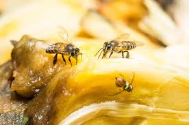 fruit flies + prevention tips