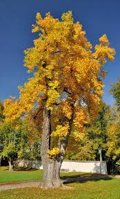 The grower plants the tulip bulbs about 15 centimeters deep. The Tulip Poplar How To Grow The Kentucky State Tree