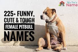 But, it is up to you, as your dog may not look as sweet but be a very serious creature. Best Female Pitbull Names 225 Funny Cute Tough Ideas My Pet S Name My Pet S Name
