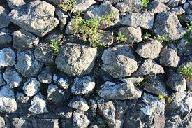 Image result for Asplenium rukararense