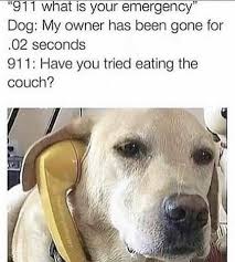 The internet is literally choking itself to death with cute dog and cat memes—but what about other, less photogenic animals like sharks, shrimps and spiders? Doggo Memes For Those Who Need More Animals In Their Lives Funny Dog Memes Funny Animal Memes Dog Memes