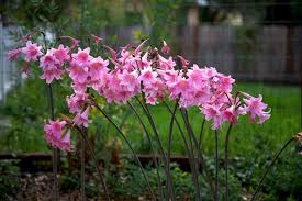 Sensitivity to the smell may cause a headache. 6 Different Types Of Naked Ladies Flowers Home Stratosphere