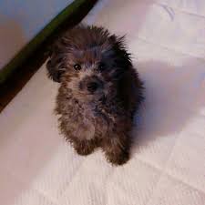 Silverpoodle Zero Taeyeon Dog