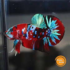 Pin By Alex Cabarcas On Betta Fish The Live Art 2018 Pet Fish Betta Fish Fresh Water Fish Tank