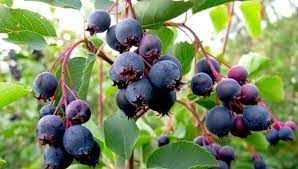 De pe un singur hectar cultivat cu. Plantatie De Afini Dezvoltata Cu Fonduri Europene Reusita Unei Ferme De Familie Din Satu Mare Stiriagricole Ro