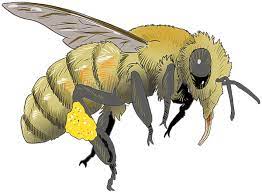 Maybe you would like to learn more about one of these? How To Help Revive A Cold Or Wet Bee Save Bees