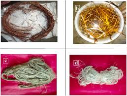 Image result for Tinnea eriocalyx