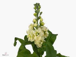 Image result for Matthiola