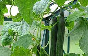 The best soil to use is high quality compost. Bbc Gardening Gardening Guides Techniques Growing Cucumbers