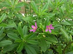 Image result for Talinum fruticosum