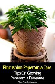 I would never, ever consider the canned bean sprouts, they look as though they have been embalmed and no crunch. Growing Peperomia Ferreyrae The Pincushion Peperomia Plant Peperomia Peperomia Plant Peperomia Care