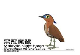 電腦繪圖 台灣特有種鳥類 台灣鳥類系列 blueway的相簿 隨意窩xuite 相簿 bird art art art nouveau
