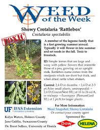 Image result for Crotalaria barkae