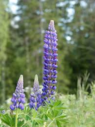 Image result for Lupinus mexicanus