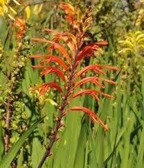 Image result for Maranthes floribunda