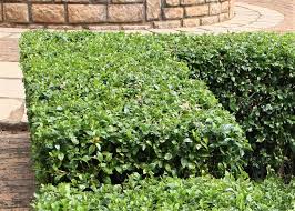 Image result for Cassinopsis ilicifolia