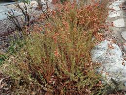 Image result for Microstegium fasciculatum