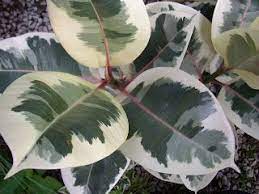 Crow Seagull March 2011 Plants Pretty Plants Plant Leaves