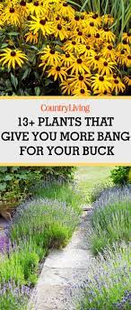 We did not find results for: 15 Easy Garden Plants To Grow Cheap Hardy Plant Ideas