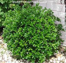 All dwarf burford holly will berry. Burfordii Holly Dwarf Burford Holly