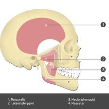 Pin On Anatomy