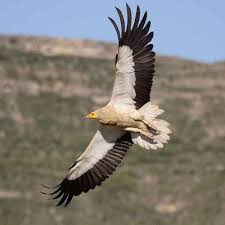 صورة نسر صور طيور رائعة In 2021 Bald Eagle Bird Animals