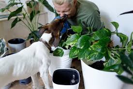 Having cut flowers in the home adds beauty, fragrance, cheer, and sophistication. Safe Plants For Cats Dogs Pet Friendly Guide Ftd