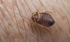 Štěnice domácí (cimex lectularius, linnaeus, 1758) (také zvaná štěnice postelní, anglicky bed bug) je druh polokřídlého hmyzu, jenž se živí primárně lidskou krví. V Lehatkovych Vagonech Cd Se Objevily Stenice Cestujici Si Je Prenesli Domu Idnes Cz