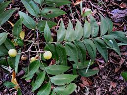 Image result for Sapindus saponaria