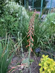 Image result for Kniphofia thomsonii