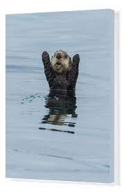 Print Of Sea Otter Enhydra Lutris With Forelegs Raised Sitka Sound Alaska Usa August Otters Cute Baby Sea Otters Sea Otter