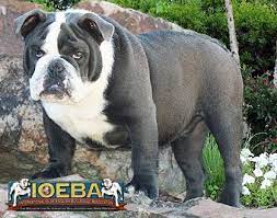 The english bulldog, an unmistakable breed, and becoming more and more popular worldwide. Color Chart