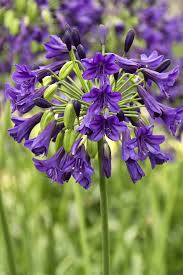 Image result for Agapanthus inapertus