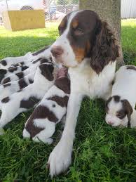 Cavalier king charles spaniel, puppy, breeder in michigan, akc certified, puppies, for sale, petoskey. Springer Spaniel Puppies For Sale In Northern Michigan