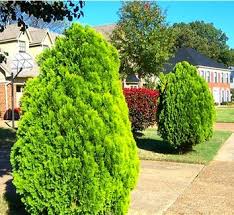 Image result for Culcasia orientalis