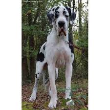 Welcome to the home of bates great danes. Great Dane Puppies For Adoption The Y Guide