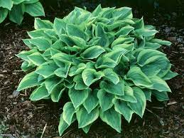 Funkia) is a genus of plants commonly known as hostas, plantain lilies and occasionally by the japanese name gibōshi. Hosta Varieties For Your Shade Garden Hgtv