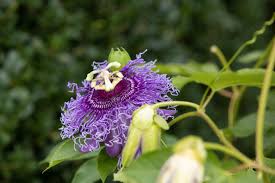 Maybe you would like to learn more about one of these? Passionflower Plant Care Growing Guide